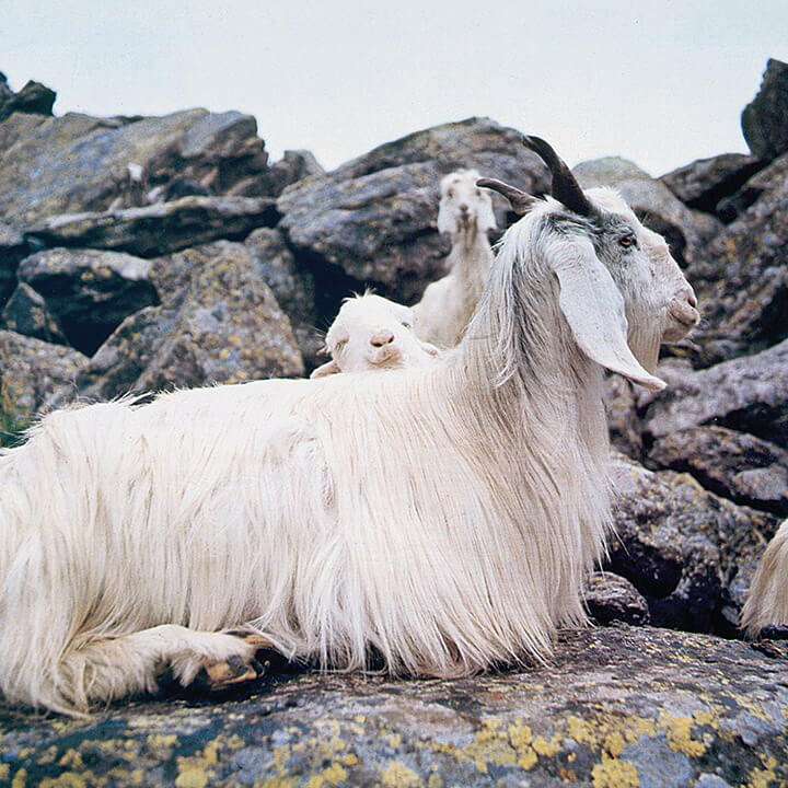Traumina - Cashmere