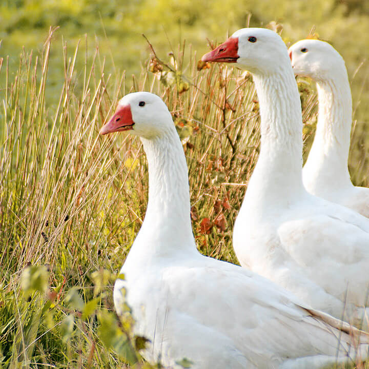 Traumina - Ungarische Gänse