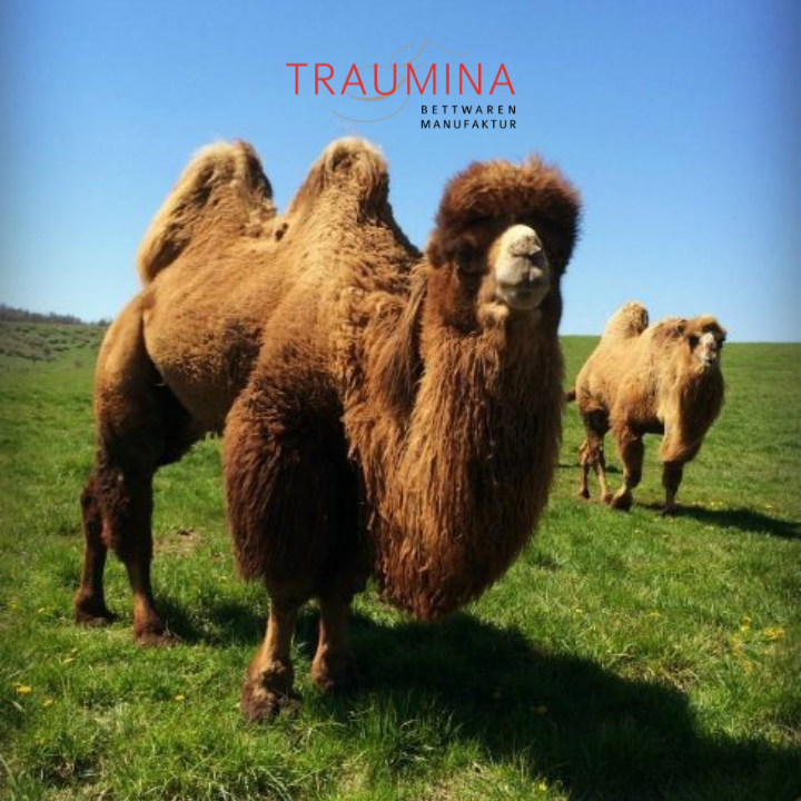 Traumina_Naturmaterial_Kamelhaar-Braun