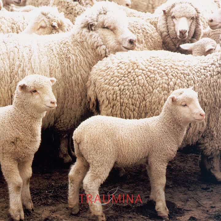 Traumina_Naturmaterial_Bio-Baumwolle