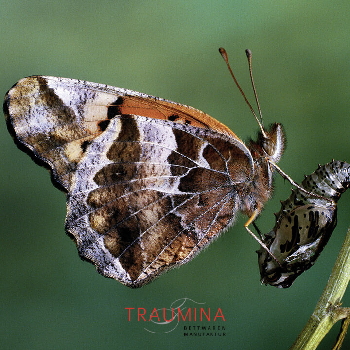 Traumina_Naturmaterial_Tussa_Naturseide