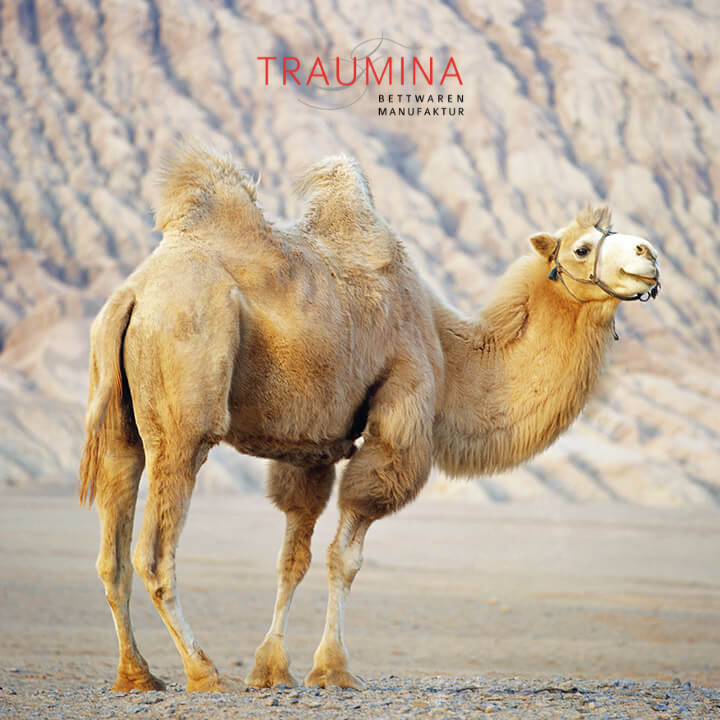 Traumina_Naturmaterialien_Kamelhaar-weiss